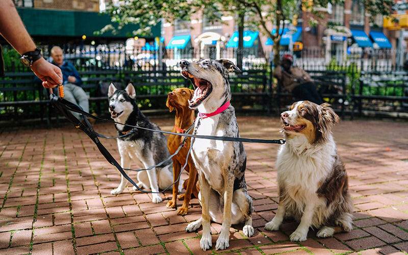 Why Grooming Your Dog at Home is Important to do